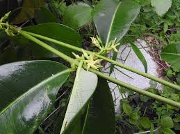 Image result for Cryptolepis