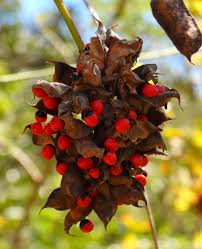 Image result for Abrus fruticulosus