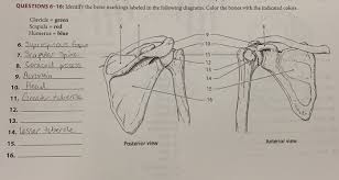 Various muscles and ligaments attach on scapula. Questions 6 16 Identify The Bone Markings Labeled In Chegg Com