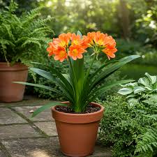 Image result for clivia