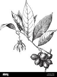 Image result for Artabotrys