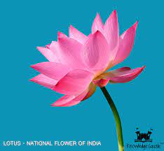 Pin On National Flowers