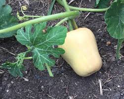 Image result for Cucurbita moschata