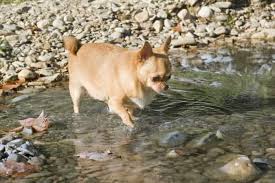 Image result for chihuahua big obesity