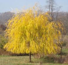Vitellina , auch bunte weide, gelbe salix alba var. Salix Alba Tristis Golden Weeping Willow Zone 2 70 80 High 40 50 Wide