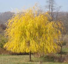 It was brought to the u.s. Salix Alba Tristis Golden Weeping Willow Zone 2 70 80 High 40 50 Wide