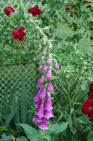 Feb 27, 2018 · foxglove poisoning is the accidental or intentional intake of the plant or plant product containing the compound. Foxglove Advice From The Herb Lady
