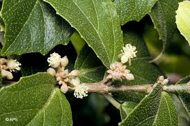 Image result for Mallotus