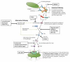 Image result for Complement Pathway