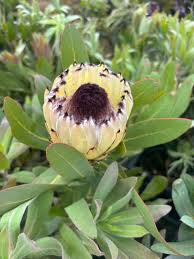 Image result for Protea madiensis