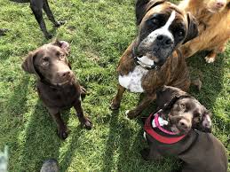 We did not find results for: Doggy Daycare Dogs Exclusive