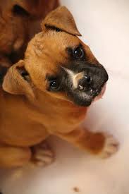 By adopting instead of buying a dog, you can help homeless pets. Boxer Dog For Adoption In Phoenix Az Adn 810811 On Puppyfinder Com Gender Female Age Baby Boxer Dogs Dog Adoption Dogs