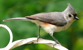 Pin By Jasper On Beautiful Birds 2 Titmouse Bird Best Bird Feeders Backyard Birds