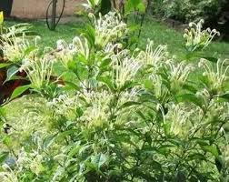 Image result for Clerodendrum silvanum