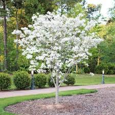 Gardens need color to bring them alive. White Dogwood Tree Walmart Com Walmart Com