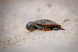 You need to be informed before you. Pet Turtles That Stay Small And Look Cute Forever Pet Ponder