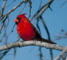 Red cardinal exotic bird icon. Northern Cardinal Cardinalis Cardinalis