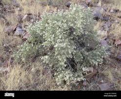 Image result for Leucosphaera bainesii