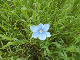 Image result for Zygotritonia