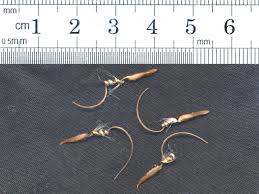 Image result for Monsonia angustifolia