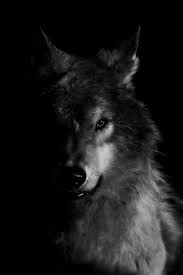 Pin De Tc Turk Nail Kuru Em Boru Animais Silvestres Animais Fotos De Lobos