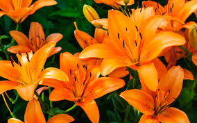 Lilies are a group of flowering plants which are important in culture. Vermont Garden Journal In Search Of A Friend The Tiger Lily Continues To Spread Vermont Public Radio