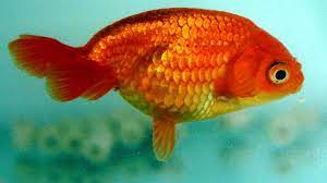 Can Goldfish See In The Dark Some Goldfish Facts