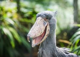 Pin Na Doske Birding Tips Facts And Gear