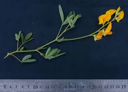 Image result for Crotalaria podocarpa