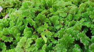 Image result for Azolla