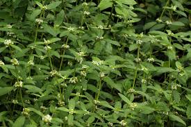 Image result for Mitracarpus