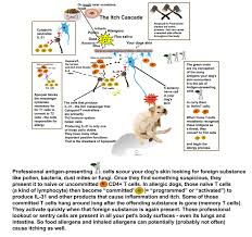 cytopoint versus apoquel for your itchy dog