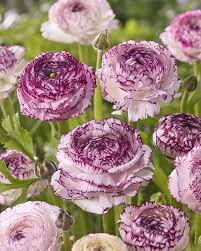 Image result for Ranunculus volkensii