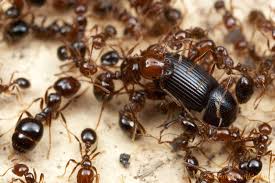 Solenopsis Alex Wild Ants Fire Ant Mounds Fire Ants