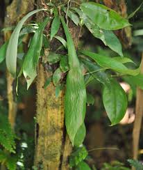 Image result for Antrophyum