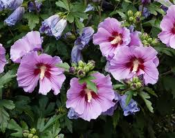 Image result for Hibiscus kirkii
