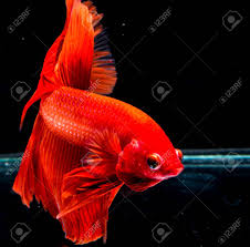 Betta fish fight to guard their territory from trespassers. Betta Fish Fighting Fish Siamese Fighting Fish Stock Photo Picture And Royalty Free Image Image 85084965