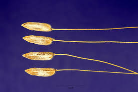 Image result for Oryza barthii