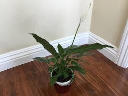 Check spelling or type a new query. Houseplants Forum Overwatered Peace Lily Garden Org