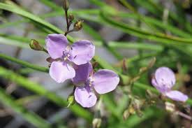 Image result for Monadenium pedunculatum