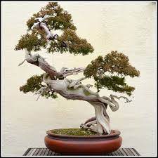 Gardening Tips You Ought To Make Note Of Simple Garden Ideas Bonsai Tree Bonsai Tree Types Indoor Bonsai Tree