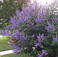 Image result for Vitex franceseana