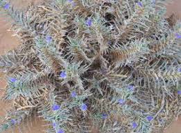 Image result for Blepharis bainesii