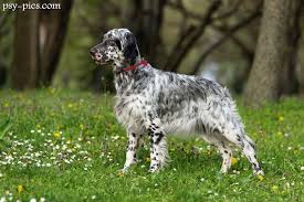 Image result for anglický setr lawerak