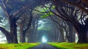 Usually when you buy a computer or mobile device, you can find. Nature Tunnel Of Trees Way Point Reyes National Seashore California Desktop Wallpaper Hd Resolution Wallpapers13 Com