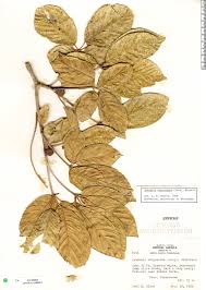Image result for Handroanthus