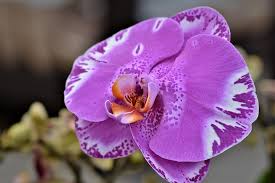 Blooms during warm weather from early summer to early fall. Orchids Orchid Flower Blossom Bloom Flower Plant Nature Exotic Tropical Flowering Plant Pxfuel