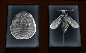 Dummies helps everyone be more knowledgeable and confident in applying what they know. An Insect S Colorful Gift Treasured By Kings And Artists The New York Times