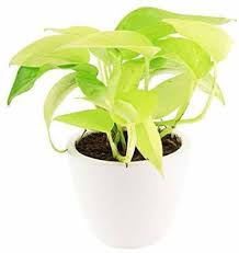 This air purifying plant is one of the best plants to energize the house by filtering air and increasing oxygen. Real Nature Air Purifying Golden Pothos Money Plant In Round Dew Ceramic Pot Artificial Plant With Pot Price In India Buy Real Nature Air Purifying Golden Pothos Money Plant In Round