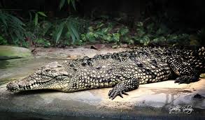 Sogukkanli Hayat Timsah Crocodile Zoo Hayvanatbahcesi Darica Farukyalcinzoo Fotograf Hayvanlar Hayvan